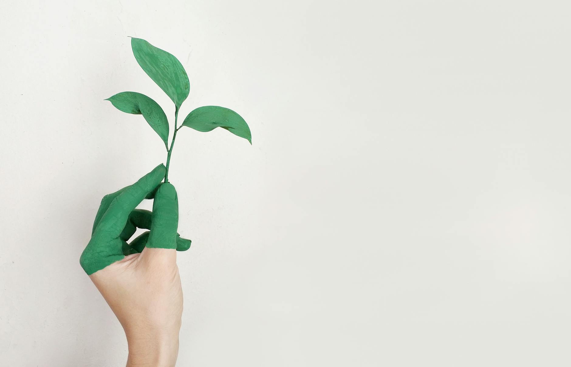 persons left hand holding green leaf plant for sustainable future